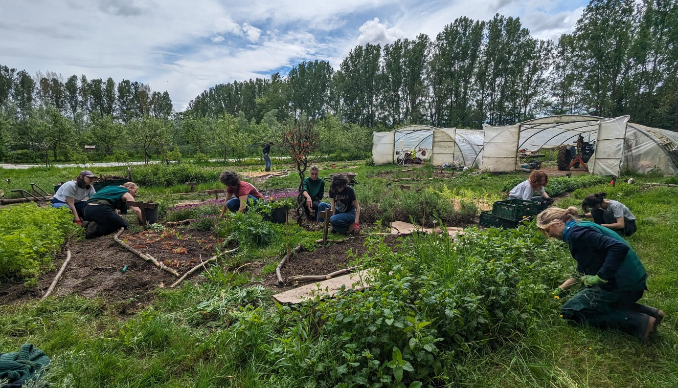 Meewerkdag van De Landbouwbrigades bij Oogstgoed Gent-Brugge